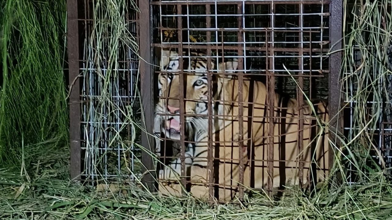 tigre-zoologico-Reynosa