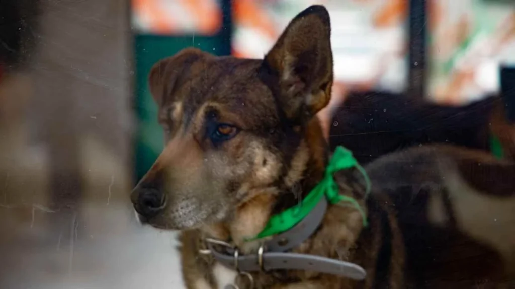 14ecb526d1c84753869e5728df79d927