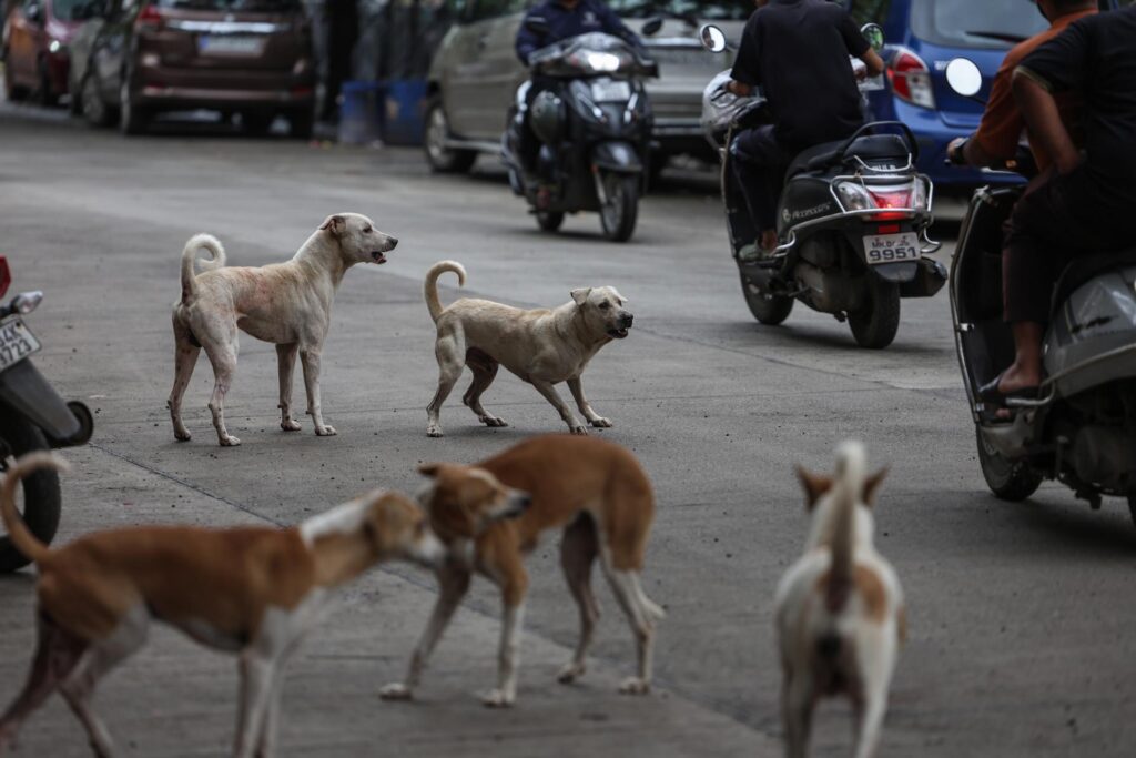 Masivo rescate de perros y gatos en Los Ángeles apunta a ser al mayor caso en EE.UU.