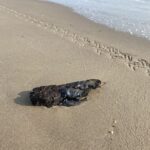 a434b19dd6204f4d9c509612cf573410