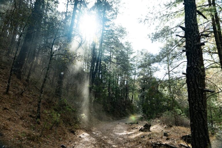 dc7038ffe5784fd5b9b062d5809e8a00