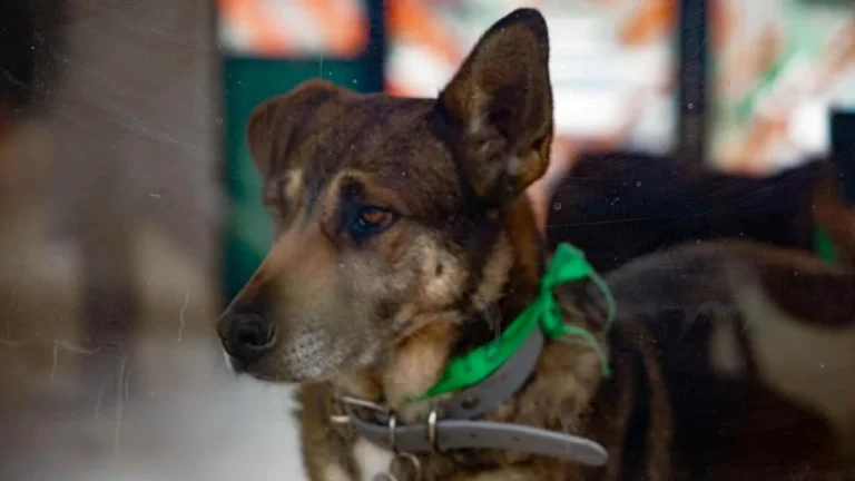 e093aacc0f0447ba9ef1981fb9d9922b