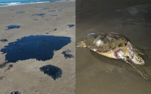 f270e4039626439596ad4a97837fb0f3