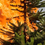 175a709424b247b7a1eae5f2d73a00dd