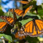 29957838dec742f98d51850138163fe9