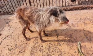 680c5ff13db643b0ade7532e450a3244