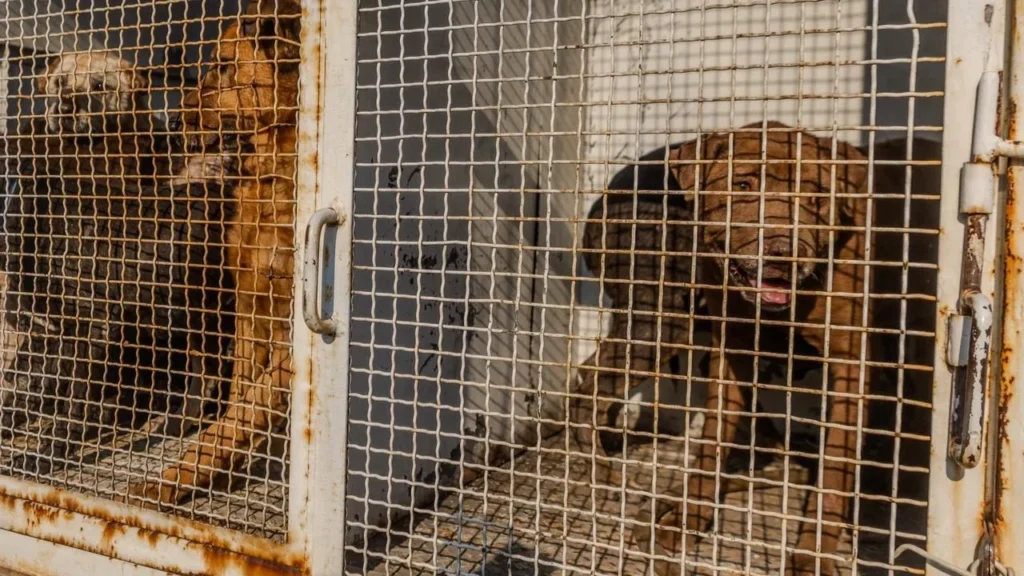 d98935df2f4a410a8e0fb1b6f3dfddbd