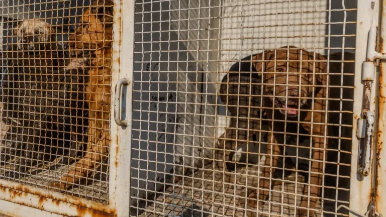 d98935df2f4a410a8e0fb1b6f3dfddbd